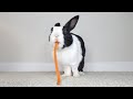 Rabbit instantly turns carrot into poop