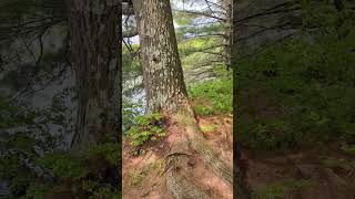 Benedict pond from the loop trail in Beartown State Forest Monterey, Massachusetts