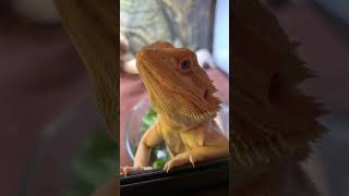 Bearded dragon 6 months Resimi