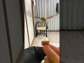 飛んで飛んで飛んでポン太!! [flight owl]