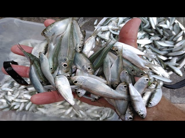 Catching and Storing Tiny Bait Fish for Winter Time 