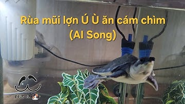 Rùa mũi lợn Ú Ù ăn cám chìm (AI Song)