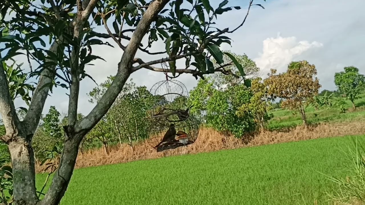 #moitaplup003 e nó chưa căn lắm chắc nuôi lại 