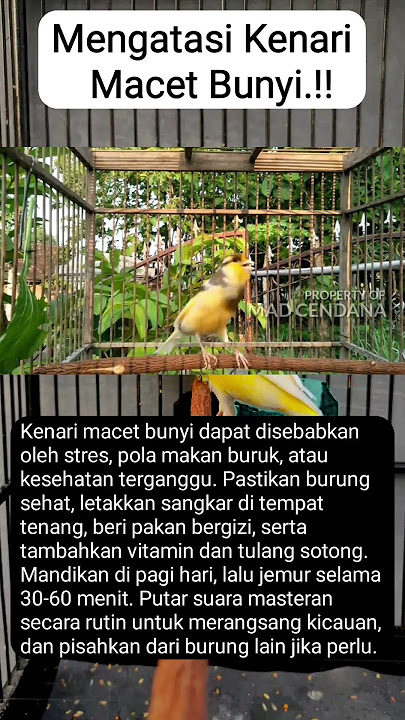Cara Mengatasi Kenari Macet Bunyi #kenari