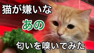 やってみた シリーズ 猫が嫌いなブロッコリーの匂いを嗅いだリアクションが面白いww Youtube やってみた シリーズ 猫が嫌いなブロッコリーの匂いを嗅いだリアクションが面白いww Youtube