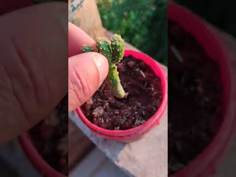 زراعة الصبار القزم