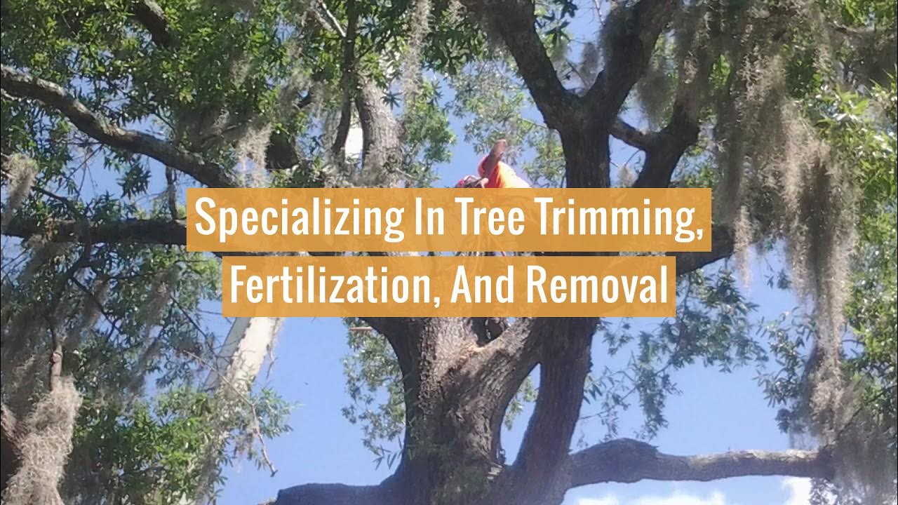 BDC Tree Service in Pineville, Louisiana YouTube