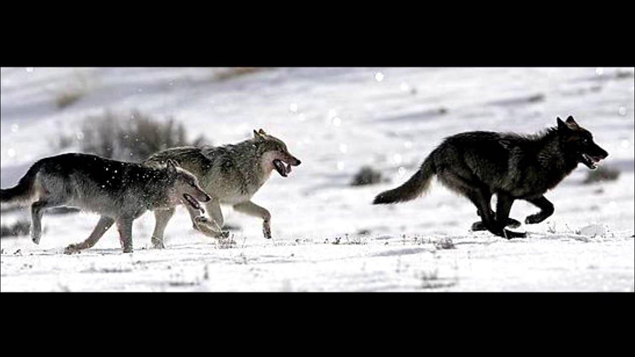 Волк убегал в него. Yellowstone wolf pack druid peak 21m. бегущая с волками. волк убегает.