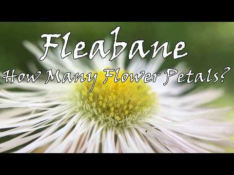 Видео: Fleabane Daisy Growing - Узнайте об уходе за полевыми цветами Fleabane