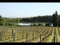 Vineyard Purchase Options: Income + Lifestyle- FOR SALE by NZR