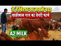 SAHIWAL COW का ऐसा DIARY FARM नहीं देखा, BIHAR का सबसे बड़े देशी गोशाला |  GRAMBHUMI A2 Milk In Patna