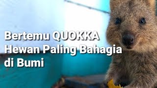 Mau Lihat Quokka Hewan Paling Bahagia Di Bumi Ini Penampakannya Halaman All Kompas Com Mau Lihat Quokka Hewan Paling Bahagia Di Bumi Ini Penampakannya Halaman All Kompas Com