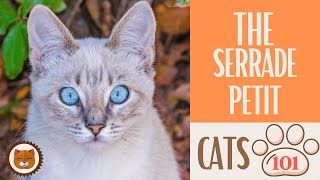Cats 101  SERRADE PETIT CAT  Top Cat Facts about the SERRADE PETIT