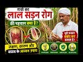 ganne ka Lal sadan rog #farming #ganna #redrot #pesticides #insecticides #fungiside #viral #fungus