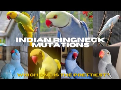 INDIAN RINGNECK PARROT MUTATION COLORS - YouTube