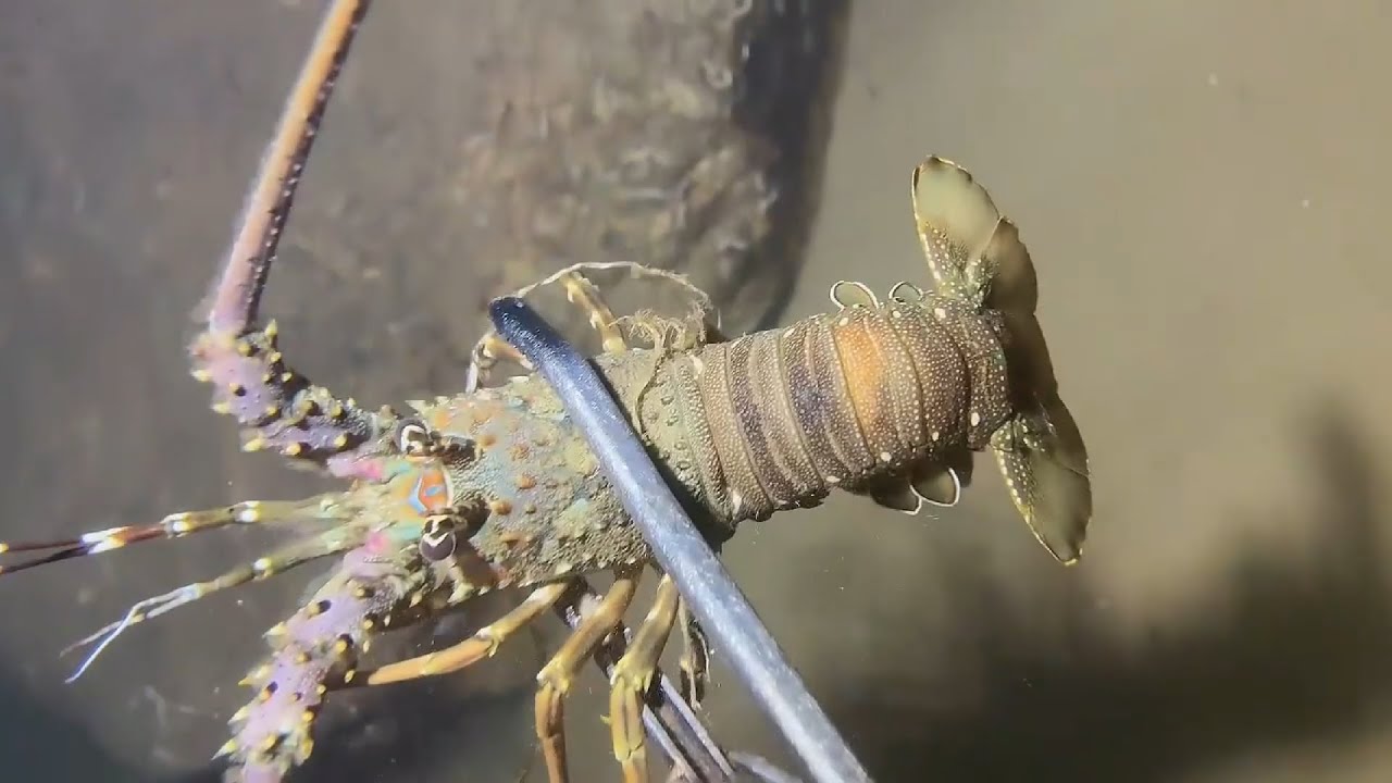 Diving for seafood, what did you catch today？ | Part 11