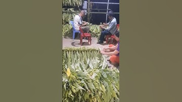 cây thuốc lá nguồn lợi kinh tế lớn nhất ở Nà Dầy-Ngân sơn -Bắc kan