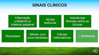 Orquite E Epididimite Em Carneiros Discussão