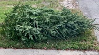 Ways to give your Christmas tree a second life