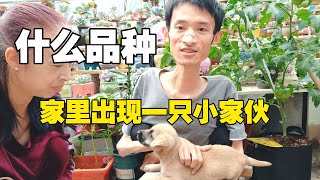 什么品种？哪儿来的小家伙【欣哥的美好时光】