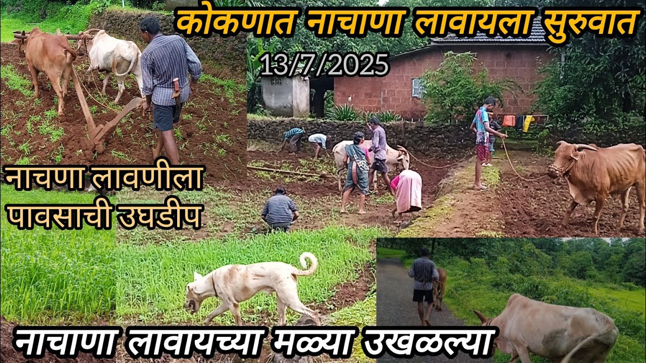 नाचणा लावणीला पावसाची उघडीप मिळाल्याने सुरुवात | नाचणा लावायच्या मळ्या उखळल्या | कोकणातील नांगरणी |