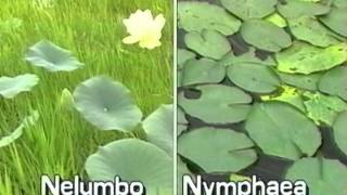 How to identify American lotus