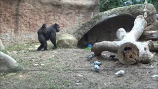 Funny female gorilla attacks birds by Fabi Avventura 1,241 views 7 years ago 26 seconds