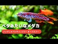 【隠れた美魚】ベタみたいな卵生メダカ飼育【フンデュロパンチャックス・ガードネリー】