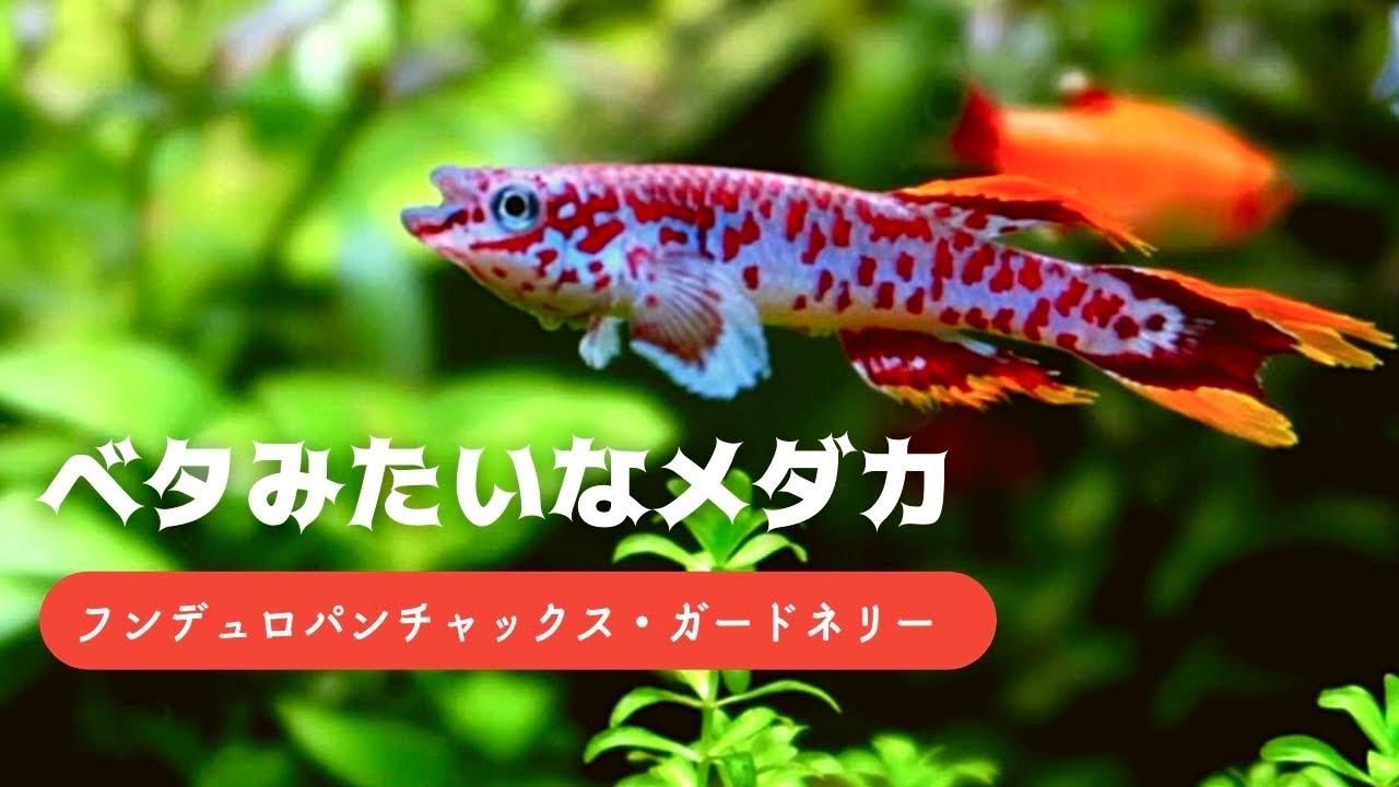 隠れた美魚 ベタみたいな卵生メダカ飼育 フンデュロパンチャックス ガードネリー Youtube