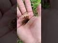 Beautiful Butterfly Animals Nature Insects Butterfly Shorts 