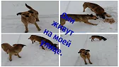 АНТОНІНА МОТОРІНА