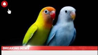 Masteran Lovebird juara