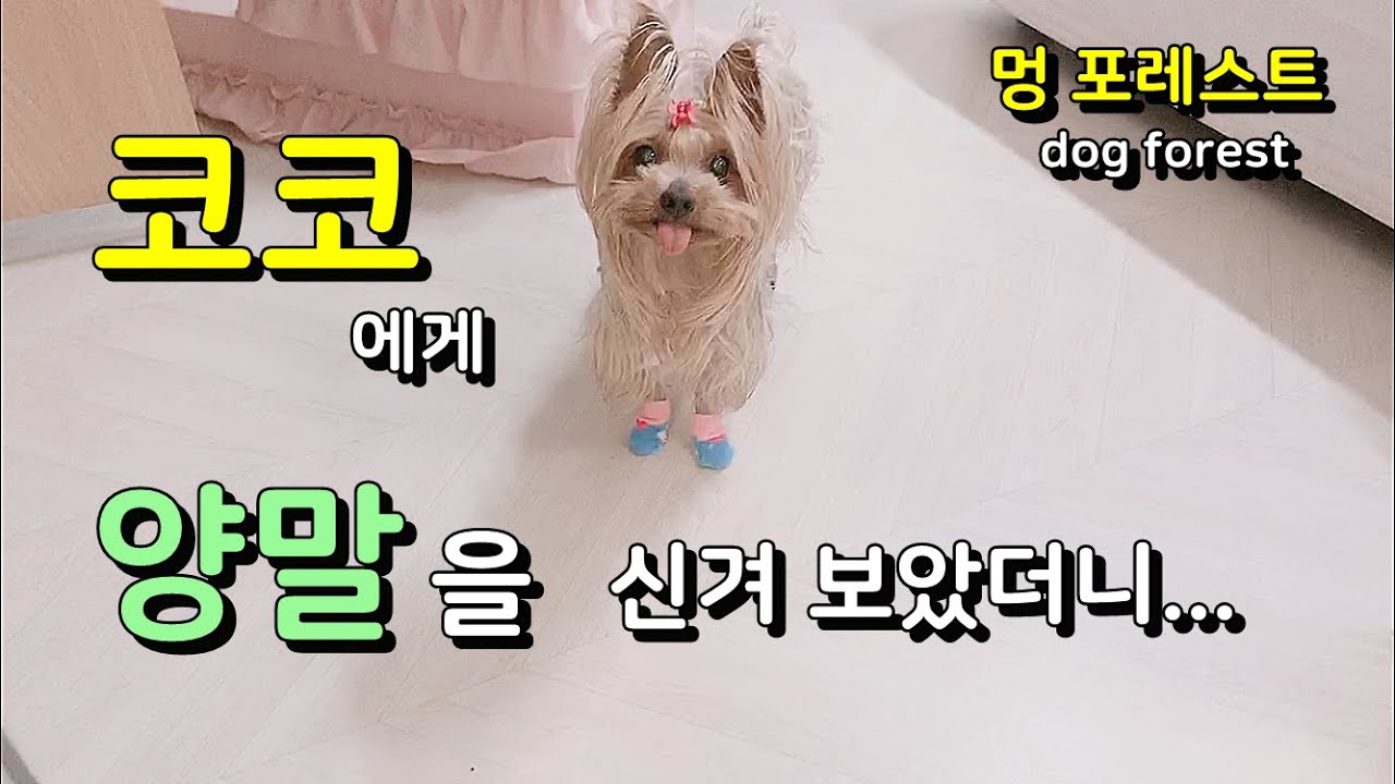 양말 신은 강아지 반응은 ? How is the reaction who wear the socks of stunning cute