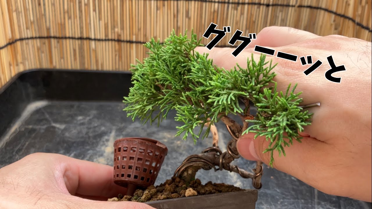 真柏】樹形変更 間延びした枝をググッと圧縮 - YouTube