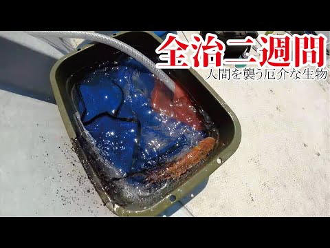 釣り上げた危険生物が大暴れ【全治二週間】の痛手！アルミマットの釣り攻略技（904話目）