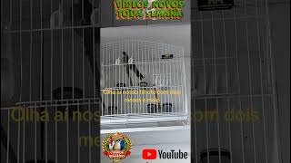 Trinca ferro Olha aí nosso filhote com dois meses e meio