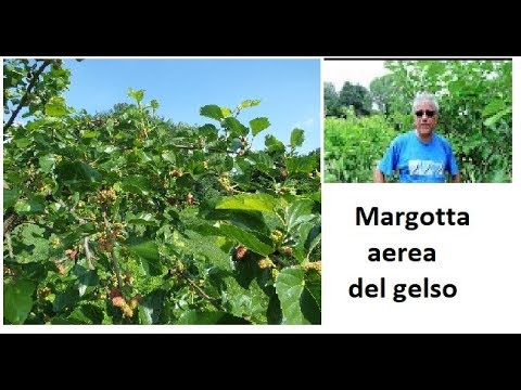 Come fare Margotta Piante da Frutto e Ornamentali