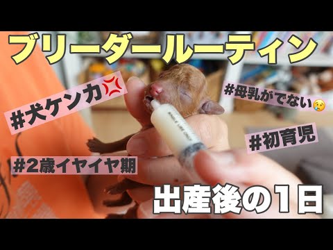 子犬出産後は大変?!初育児は出来るの？犬の喧嘩もあった出産後のイヤイヤ期息子とブリーダママのとある1日