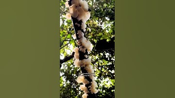Menemukan berbagai jenis buah anggur 🍇 di hutan Kalimantan #meilaboots