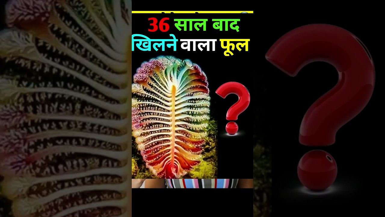 36 साल बाद खिलने wala फूल 😱| 