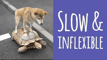 Philipp Krenn   Databases, the choice is yours