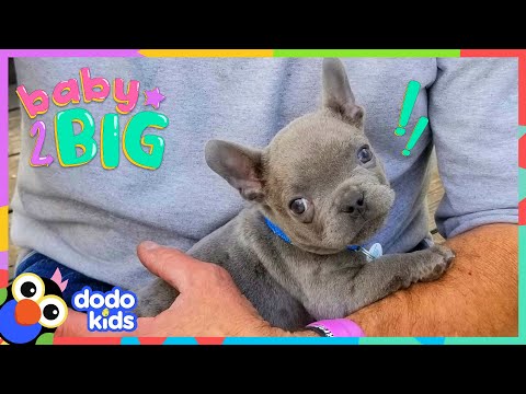 Itty Bitty Bulldog Has A GIGANTIC Best Friend | Dodo Kids | Baby 2 Big