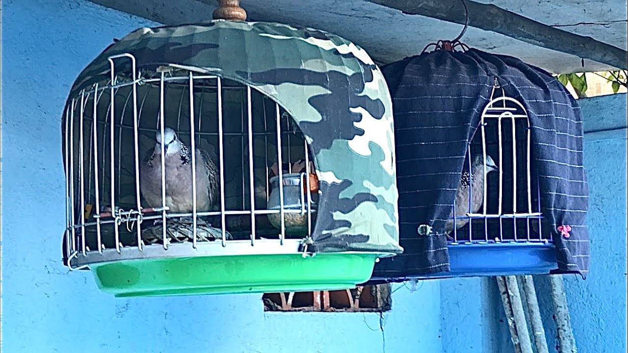 Chia sẻ nuôi cu gáy cho người mới tập chơi/ Chimcugay