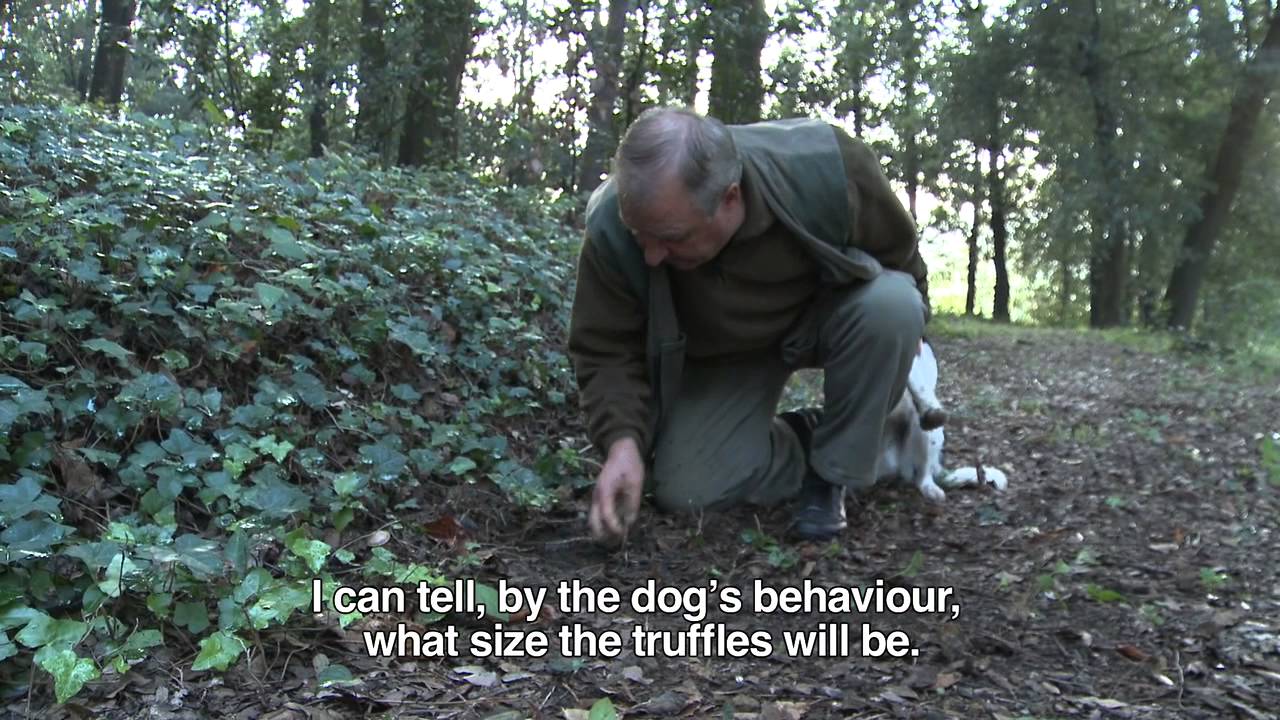 San Miniato truffle hunting tradition and National Truffle Festival - video by Truffle in Tuscany