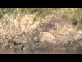 Baby wildebeest separated from mother crossing croc infested Mara River