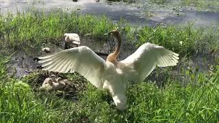 Swan Flapping Wings