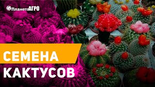 🌵 Семена Кактусов Выращивание кактусов 🌿 Купить семена кактус-смесь от Планета Агро 🌵 Семена Кактусов Выращивание кактусов 🌿 Купить семена кактус-смесь от Планета Агро