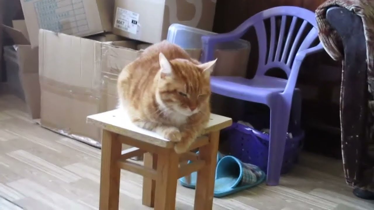 Один день из жизни кота Рыжего. Фильм HD. Смотреть в хорошем качестве.