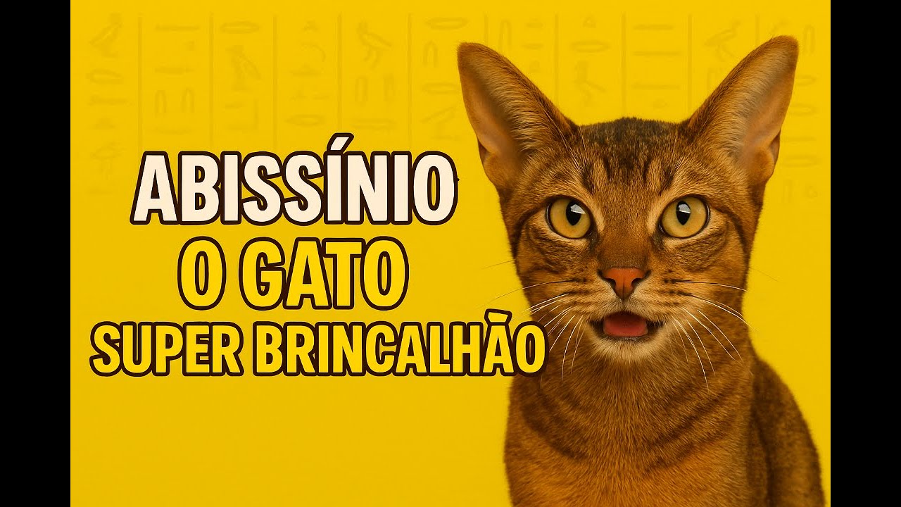 ABISSÍNIO  O GATO SELVAGEM DO ANTIGO EGITO