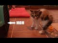 Kittens Almost Didn't Recognize The Mother Cat After Her Clinic Visit!